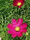 Cosmos bipinnatus