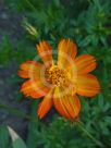 Cosmos sulphureus