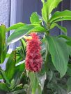 Costus comosus