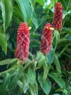 Costus comosus