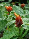 Costus productus