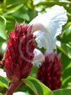 Cheilocostus speciosus