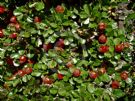 Cotoneaster dammeri