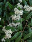 Cotoneaster salicifolius