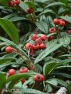 Cotoneaster salicifolius