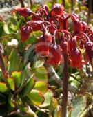 Cotyledon orbiculata orbiculata