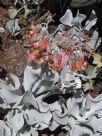 Cotyledon orbiculata Silver Waves