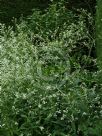 Crambe cordifolia