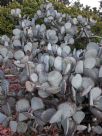 Crassula arborescens