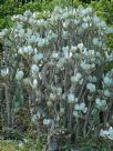 Crassula arborescens