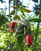 Crinodendron hookerianum