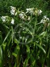 Crinum powellii Album