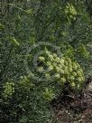 Crithmum maritimum