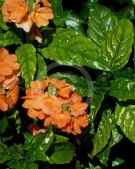 Crossandra infundibuliformis