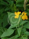 Crossandra infundibuliformis