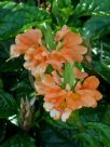 Crossandra infundibuliformis