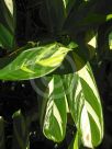 Ctenanthe lubbersiana Brazilian Snow