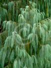 Cupressus cashmeriana