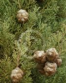 Cupressus sempervirens Stricta