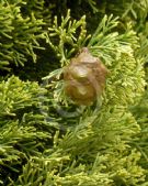 Cupressus sempervirens Swane's Gold