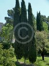 Cupressus sempervirens