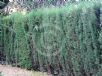 Cupressus sempervirens