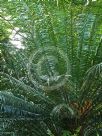 Cycas rumphii