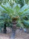 Cycas thouarsii