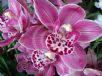 Cymbidium