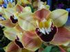 Cymbidium