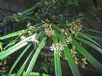 Cyperus involucratus