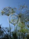 Cyperus papyrus