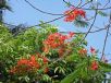 Delonix regia