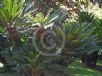 Cycas revoluta