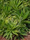 Dyckia brevifolia