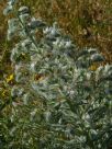 Echium italicum