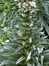 Echium simplex