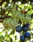 Elaeocarpus angustifolius