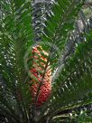 Encephalartos ferox