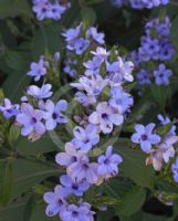 Eranthemum pulchellum