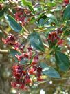 Escallonia rubra macrantha