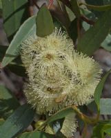 Eucalyptus angulosa