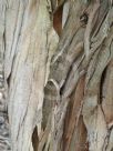 Eucalyptus angulosa