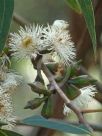 Eucalyptus baeuerlenii
