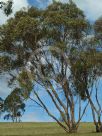 Eucalyptus behriana