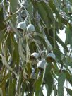 Eucalyptus caesia magna