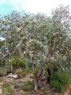 Eucalyptus cosmophylla