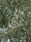 Eucalyptus crebra