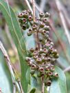 Eucalyptus elata