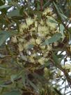 Eucalyptus gardneri